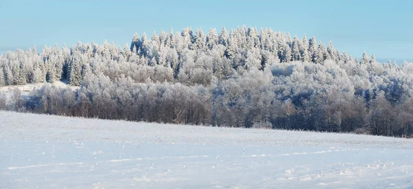 冬の森の丘のパノラマ — ストック写真
