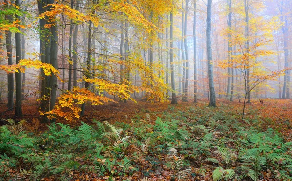 Nevoeiro de manhã misterioso em uma floresta de outono — Fotografia de Stock