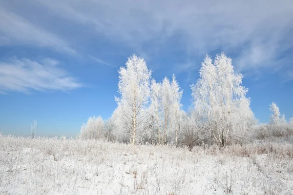 Betulla foresta ricoperta di neve e rime — Foto Stock