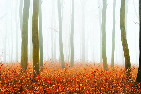 Bosque de otoño brumoso con siluetas de árboles — Foto de Stock