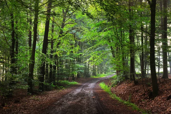 Χαλίκι δρόμο μέσα σε ένα πράσινο ομιχλώδες δάσος — Φωτογραφία Αρχείου