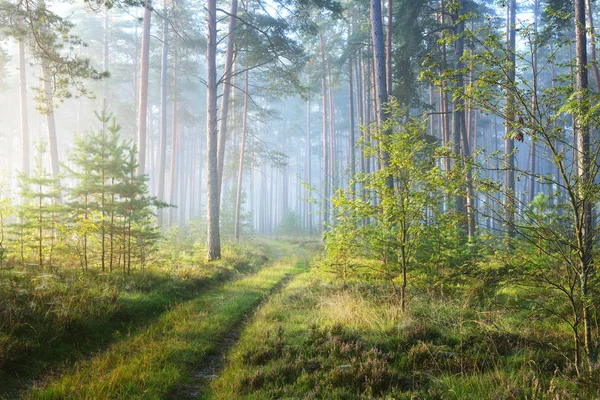 Una strada e un'alba nebbiosa nella foresta decidua — Foto Stock