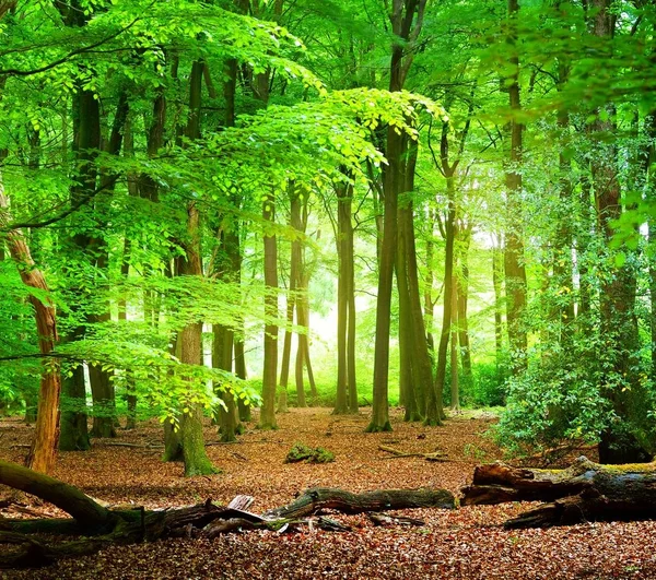 Caminhada Uma Floresta Primavera Nos Países Baixos — Fotografia de Stock