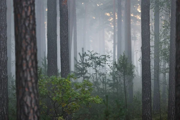 Nebliger Sonnenaufgang im schönen Laubwald — Stockfoto