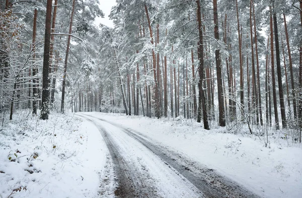 Bir yol bir kış ormanda kar yağışı altında