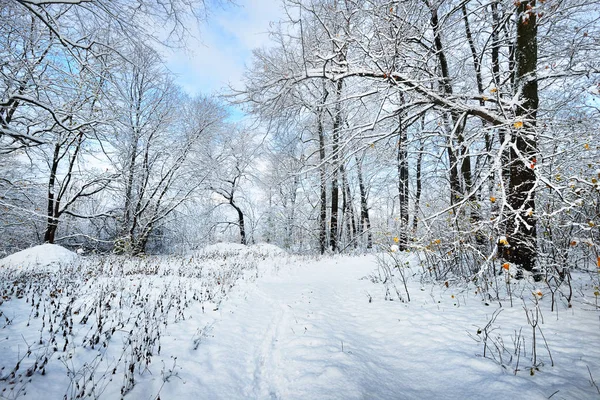 Снежная тропа в зимнем лесу — стоковое фото