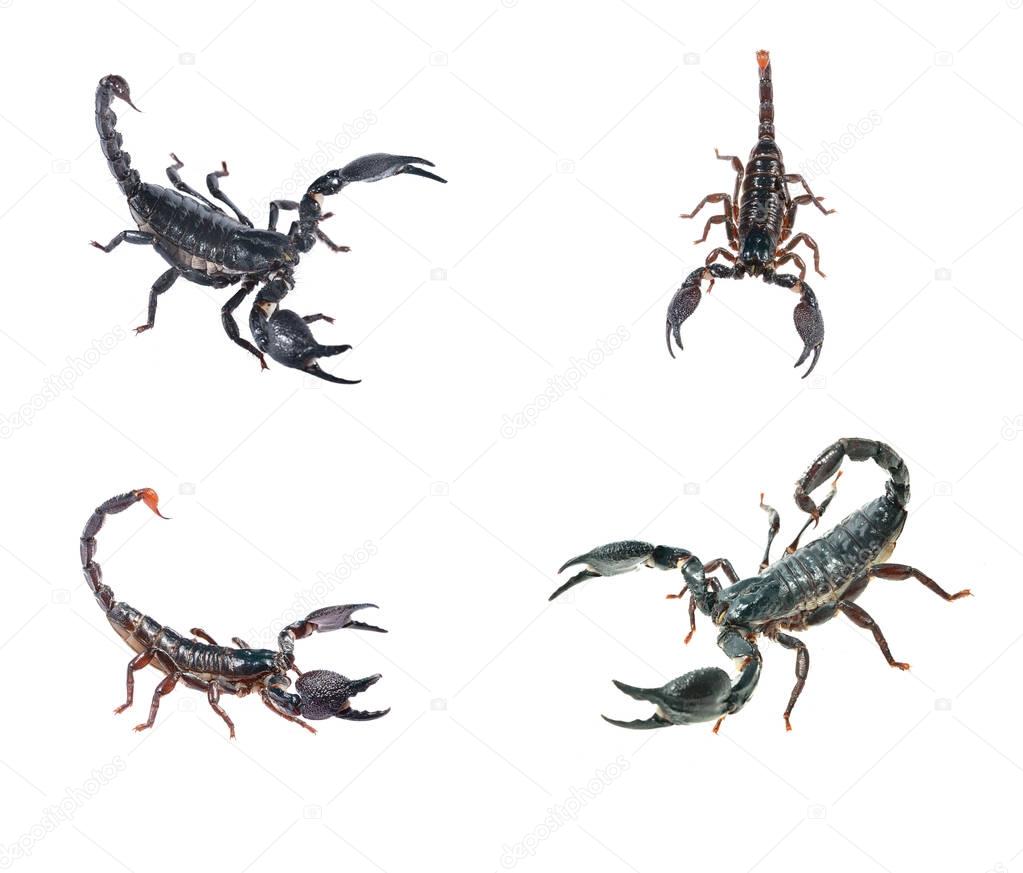 scorpion Heterometrus laoticus and Scorpion Pandinus imperator
