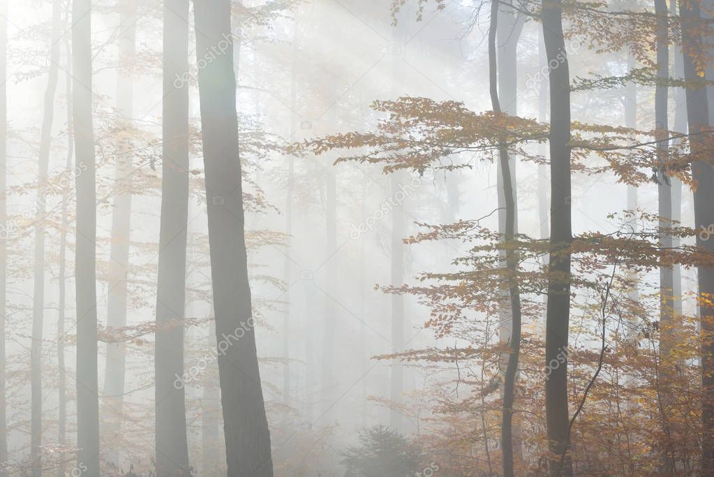 Mysterious morning fog in a autumn forest