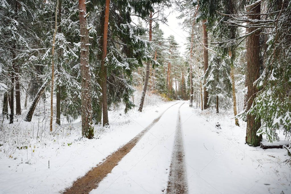 The first snow on a small forest road