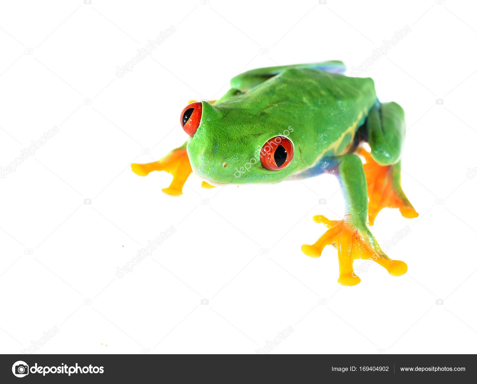赤い目の木のカエル Agalycnis Caldryas ストック写真 C Alex Stemmer 赤い目の木のカエル Agalycnis Caldryas ストック写真 C Alex Stemmer