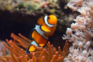 Deniz Akvaryumunda Amphiprion Ocellaris Palyaço Balığı