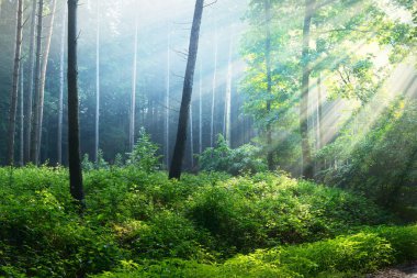 Sisin içinde büyümüş yeşil orman