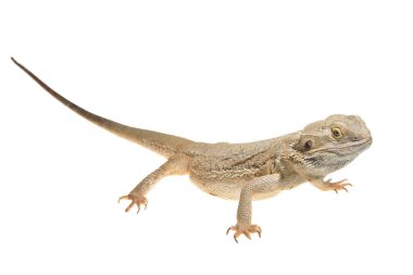 Merkez sakallı Ejder pogona vitticep