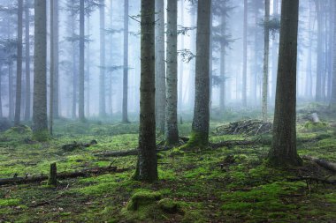 Karanlık ve gizemli çam ormanı içinde sis