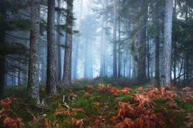 Karanlık gizemli çam ormanı içinde sis 
