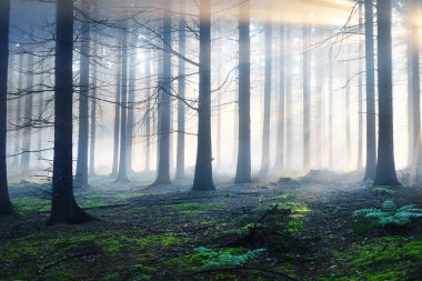Güneş ışınları bir sisli gizemli ormanda