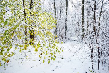 Bir orman içinde bir yeşil ağaç karla kaplı