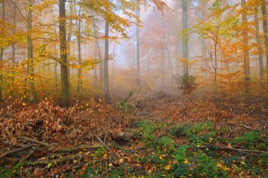 Gizemli sabah sis sonbahar bir ormanda