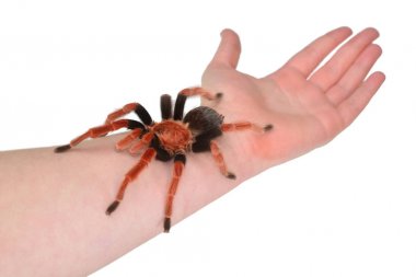 Birdeater tarantula spider Brachypelma boehmei