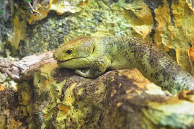 Solomon Adası skink