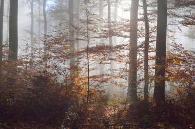 Gizemli sabah sis sonbahar bir ormanda