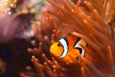 Deniz Akvaryumunda Amphiprion Ocellaris Palyaço Balığı