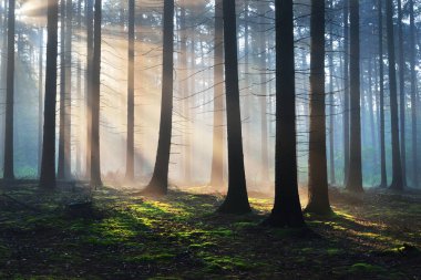 Karanlık bir sisli Orman ağacı siluetleri