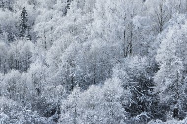 kar ve kaplı ağaçlar kırağı