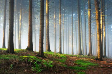 Güneş ışınları bir sisli gizemli ormanda