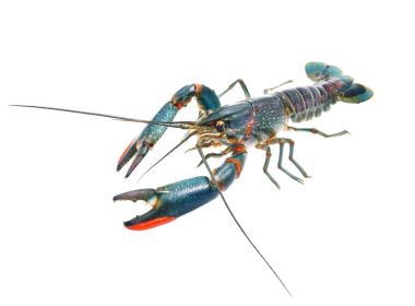 Avustralya mavi kerevit cherax quadricarinatus 