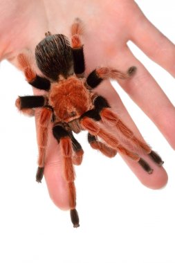 Birdeater tarantula spider Brachypelma boehmei