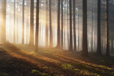 Karanlık bir sisli Orman ağacı siluetleri