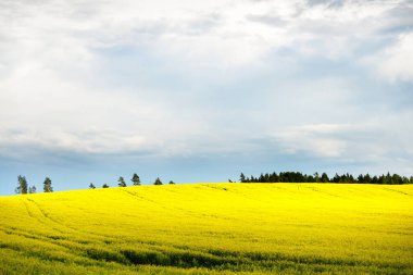 Letonya kırsal çiçek açması tarım alanı
