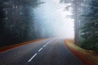 yol karanlık gizemli çam ormanı içinde