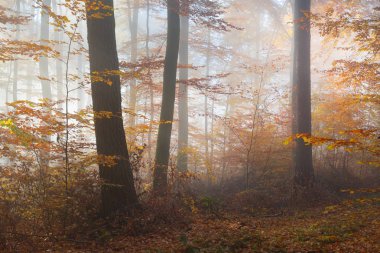 Gizemli sabah sis sonbahar bir ormanda