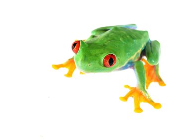 red-eye tree frog Agalychnis callidryas clipart