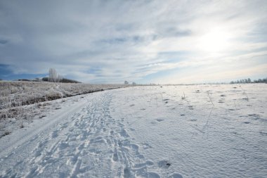 Donmuş çayır hoarfrost ile kaplı