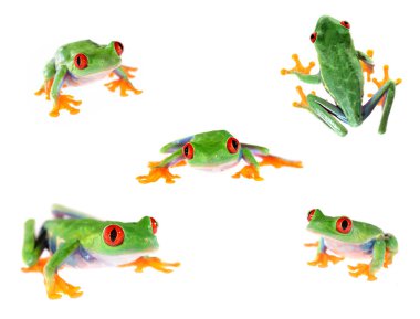 Kırmızı gözlü ağaç kurbağası Agalychnis callidryas