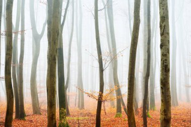 Sisli sonbahar Orman ağacı siluetleri ile