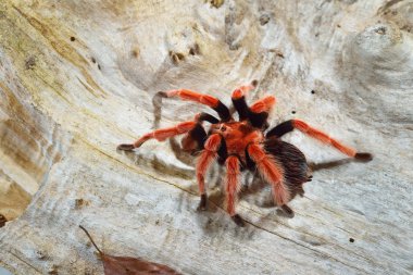 Birdeater tarantula spider Brachypelma boehmei