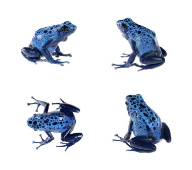 Blue dyeing dart frog Dendrobates tinctorius clipart