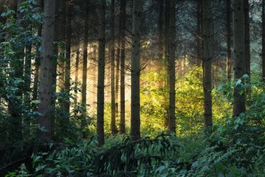 Güneş ışınları puslu bir ormandaki bir siste