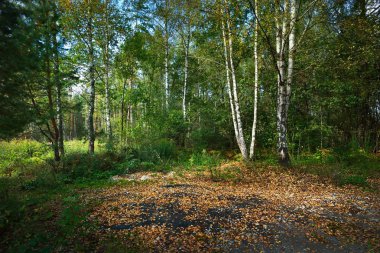Erken sonbahar yaprak döken orman 