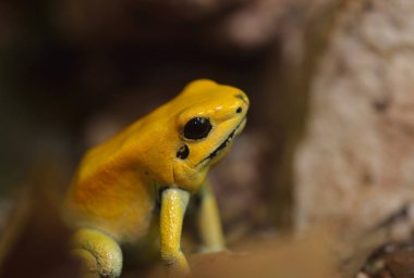 Altın zehirli ok kurbağa