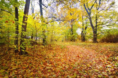 Eski parkta bir sonbahar sokak