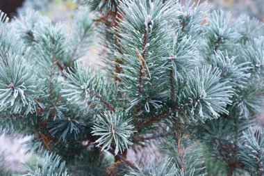 Bitkiler in Rime'ı onlara ile kışın donmuş