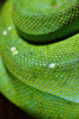 Yeşil ağaç python morelia viridis