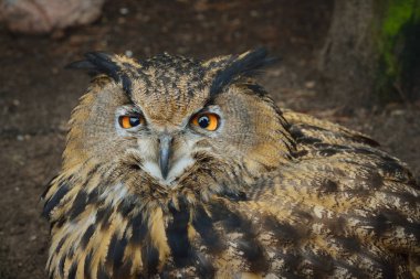 Doğal ortamda Avrasya kartal baykuş