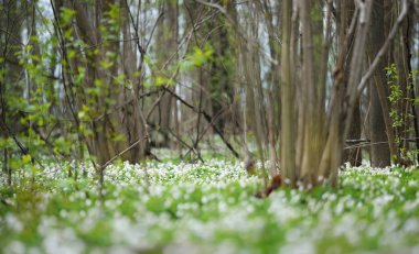 Bahar ormandaki yabani Anemone çiçekler