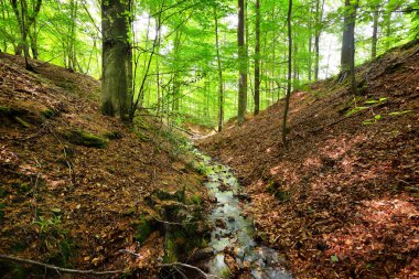 Belçika tepelerde orman bahar
